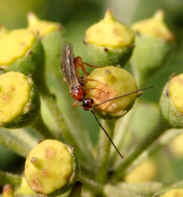 Braconidae? (o Ichneumonidae?)